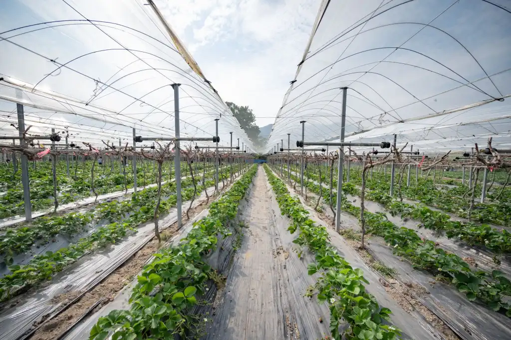 定州市伟润农业开发有限公司苗木种植基地品种结构优化方案正文配图 1