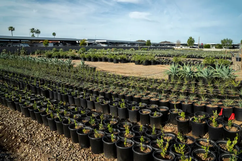 定州市伟润农业开发有限公司苗木种植基地主要品种及生长周期介绍正文配图 1