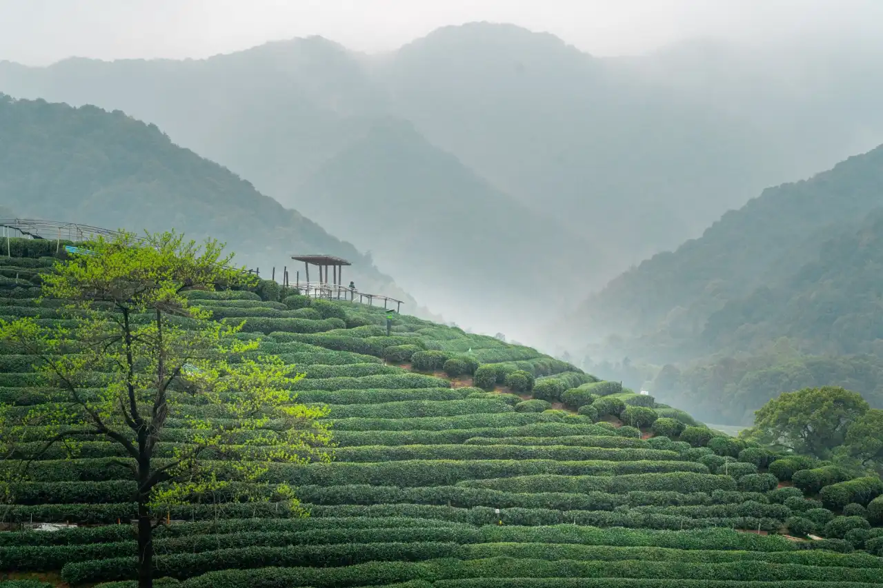林果产业深加工技术对苗木种植经济效益的提升路径分析