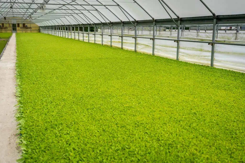 定州市伟润农业开发有限公司苗木种植基地主要品种及适配场景分析正文配图 1