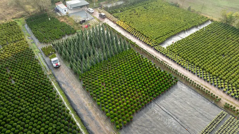 定州市伟润农业开发有限公司苗木种植品种及特性对比分析正文配图 1