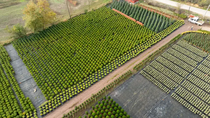 定州市伟润农业开发有限公司苗木种植基地主要品种及生长周期概览正文配图 1