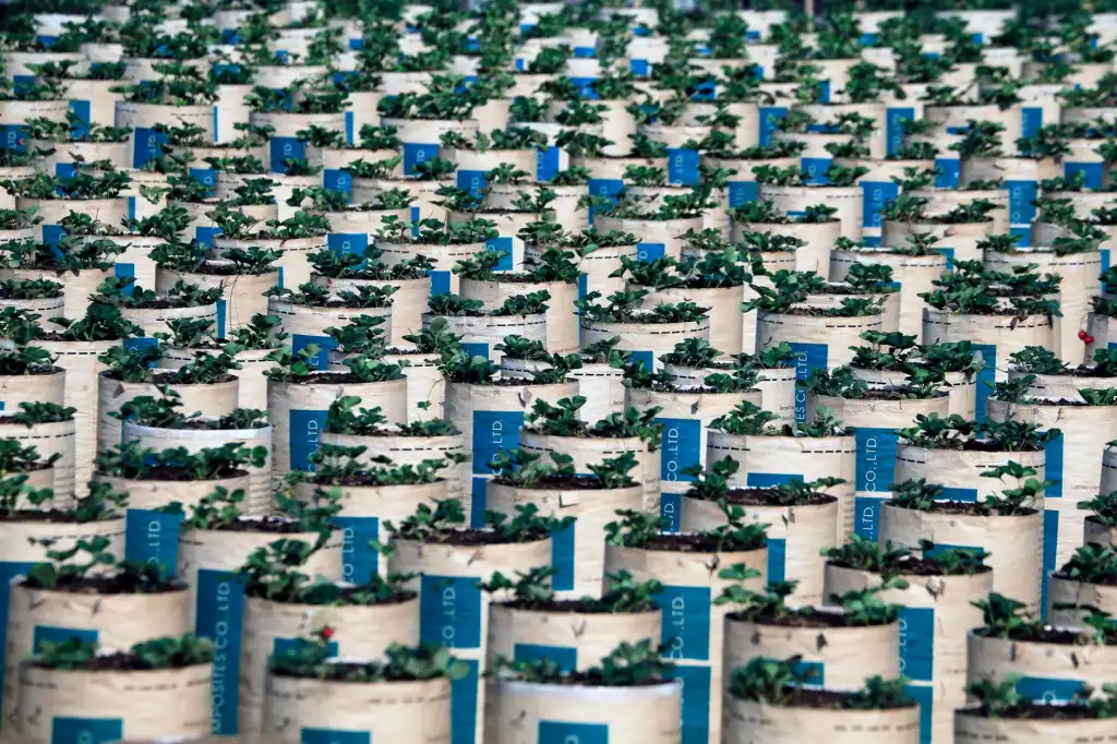 定州市伟润农业开发有限公司苗木种植全流程质量管控体系解析正文配图 1