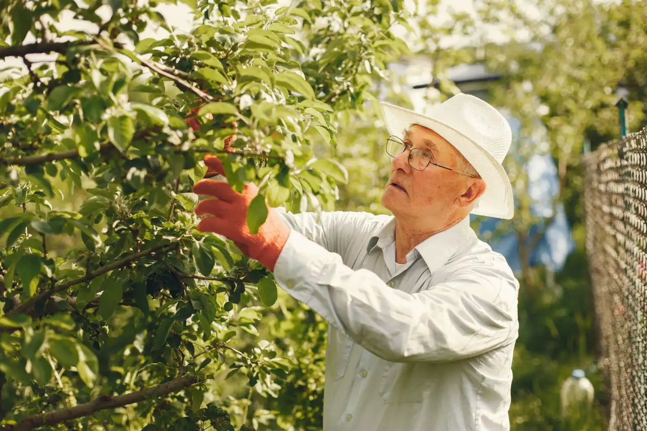 定州市伟润农业开发有限公司苗木种植基地林果品种结构优化方案正文配图 1