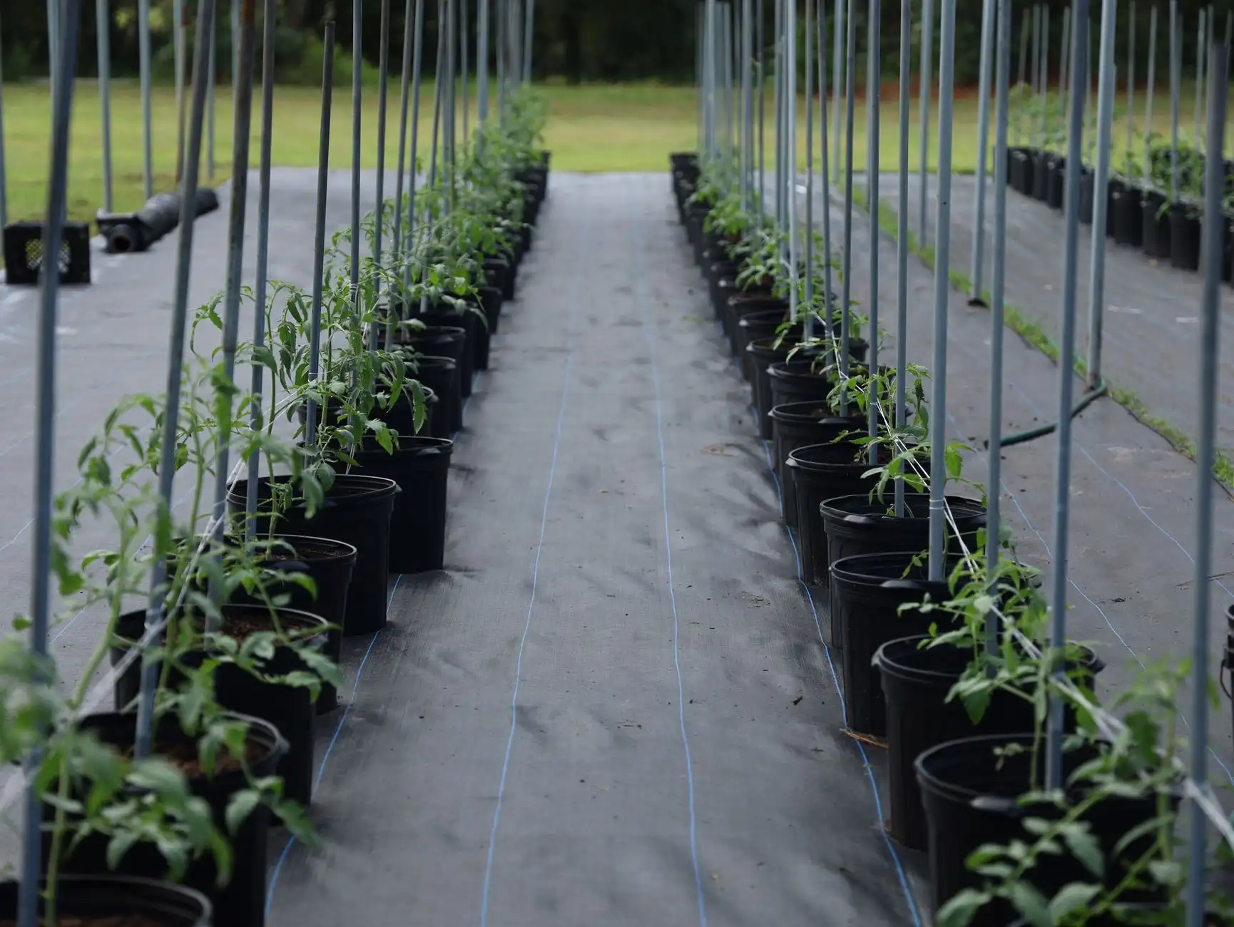 定州市伟润农业开发有限公司苗木种植品种及林果产业布局介绍正文配图 1