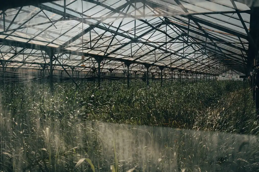 定州伟润农业开发有限公司苗木种植基地建设与林果业发展实践