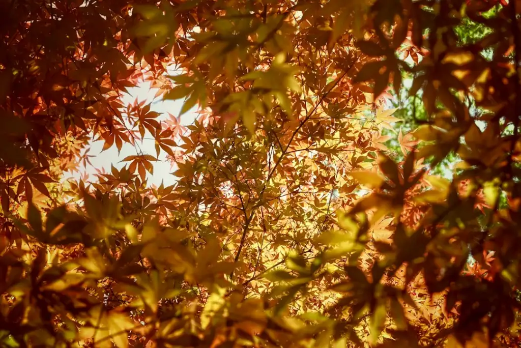2024年苗木种植与林果产业发展趋势及市场前景