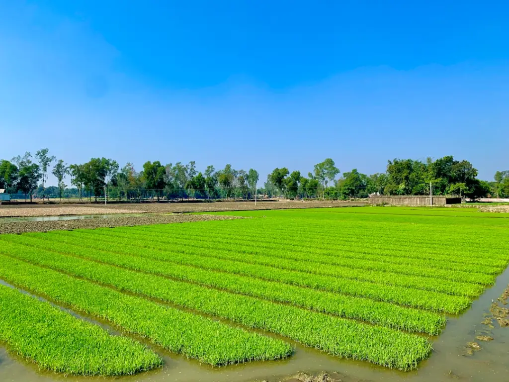 定州市伟润农业开发有限公司苗木种植基地主要品种及生长周期介绍正文配图 2