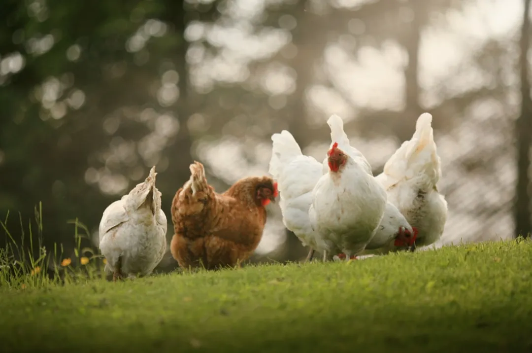 林果业农产品加工技术升级方案与质量控制实践